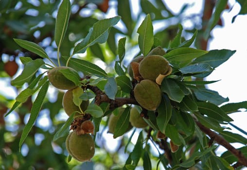 Almonds on an almond tree branch