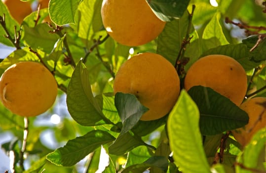 Lemons on the lemon tree