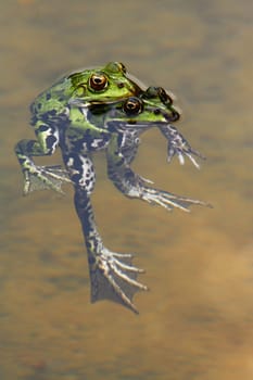 Frog Love