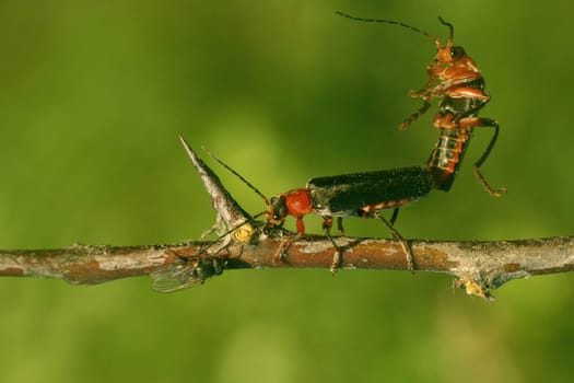Red Soft Beetle