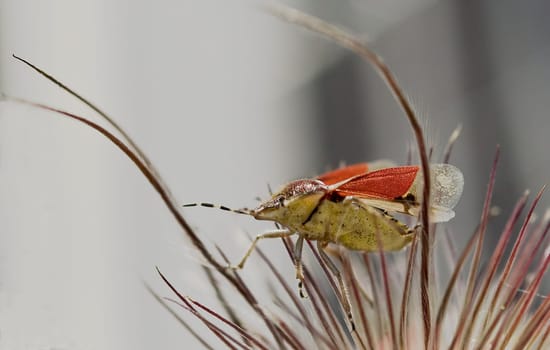Sloe bug