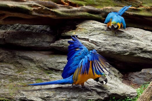 Parrots