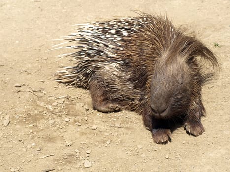 White-tailed Porcupine 2