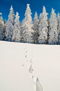 Winter fir trees