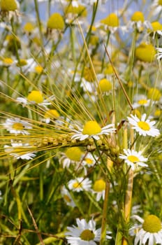 Spikes of corn with chamomile flowers
