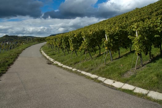 Dirt road in the vineyard