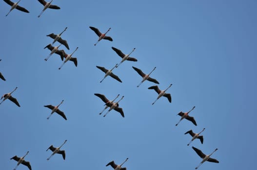 Flying flamingos