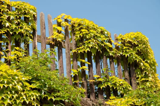 Wooden fence - garden fence and blue sky