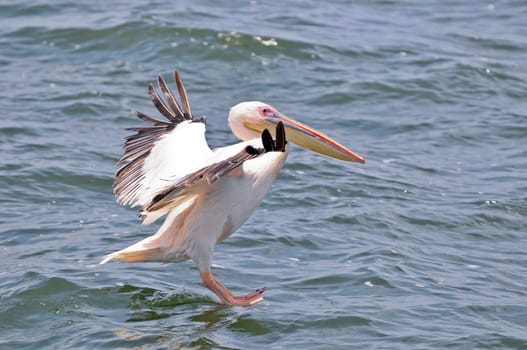 Landing Pelican