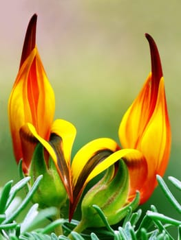 Lotus berthelotii