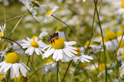 Bee pollinating - Chamomile Blossom