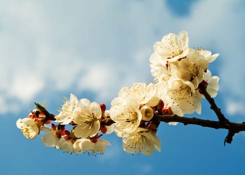 Flowers on the branch of the apricot