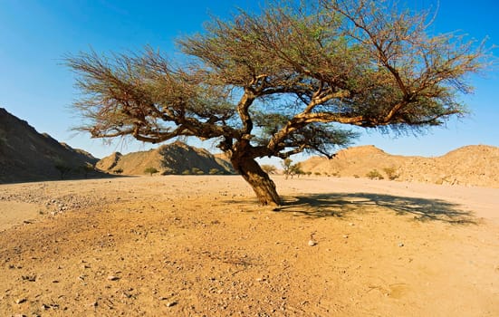 Acacia in Wadi Arad