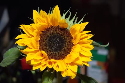 Sunflower