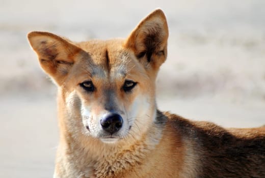 dingo