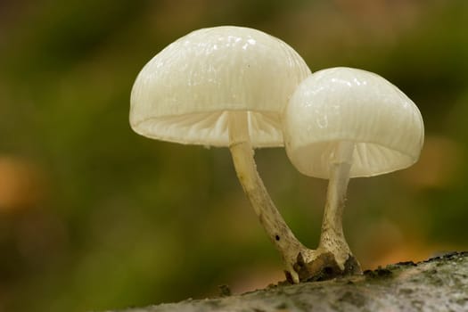 Oudemansiella mucida