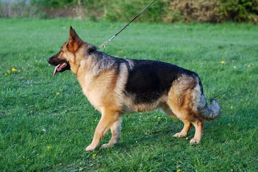 German Shepherd