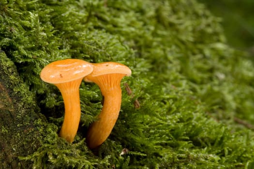 Hygrophoropsis aurantiaca