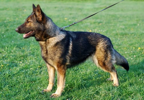 German Shepherd