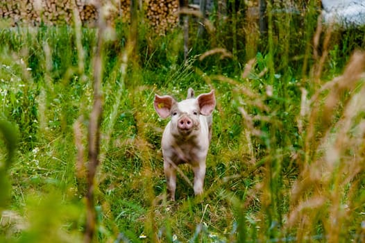 Organic pig