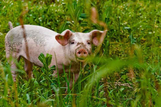 Organic pig