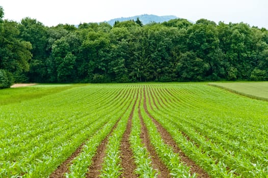 Organic maize