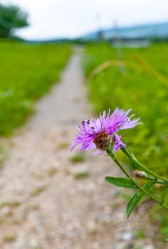 Hiking Trail Flower