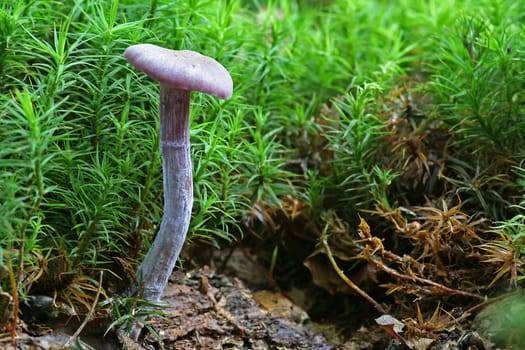 Laccaria amethystea