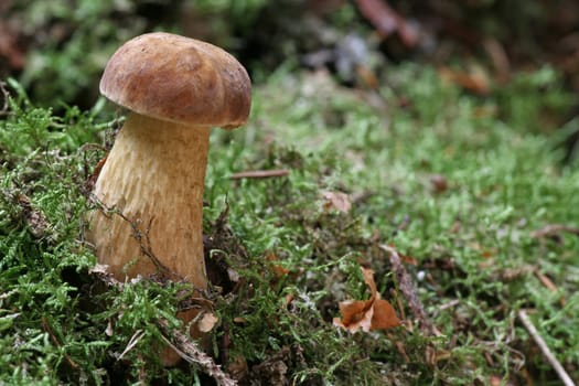 Tylopilus felleus