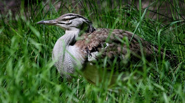 Kori bustard