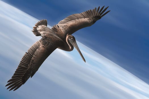 Swoop