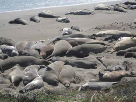 Sea lion.........