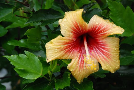 Hibiscus with raindrops