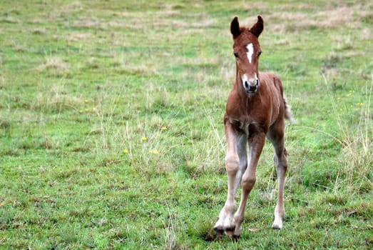 Foal 3 days old galloping