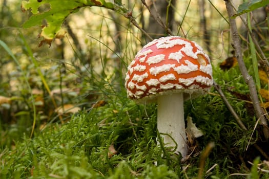 Fly Agaric - Amanita Muscaria