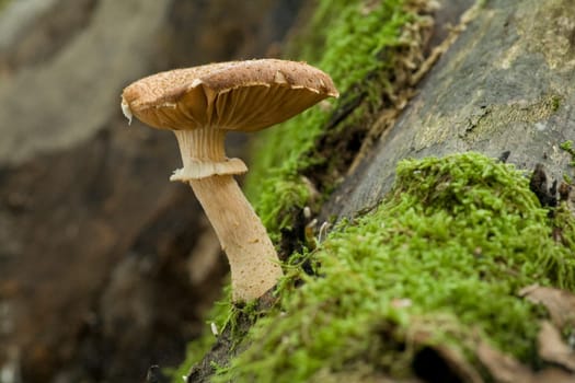Armillaria Mellea