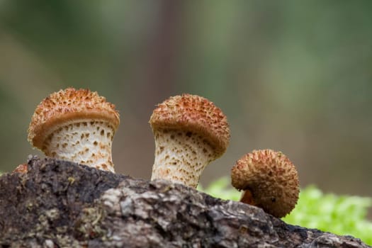 Armillaria Mellea - Hallimasch