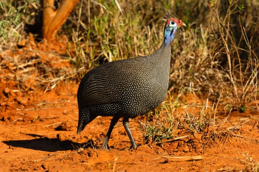 Helmeted guinea fowl,Numida meleagris,Madikwe Game Reserve,South Africa