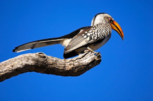 Yellow-billed toko on a dry branch