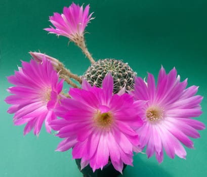 violet flowering cactus (Echinopsis)