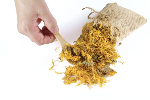 woman takes a spoonful of dried calendula flowers,Calendula officinalis, ,dried out of a burlap bag.isolated on white background and copy space.