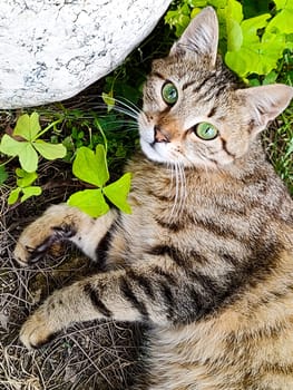 Brown tabby cat with green eyes lies in grass, looking at camera, top view