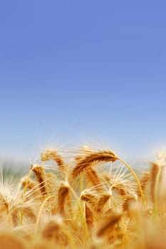 Cereal-Barley