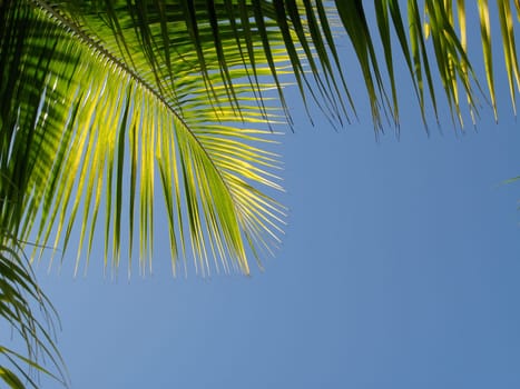 Green palm frond in front of blue sky