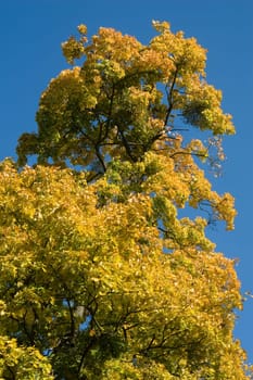Autumn Tree