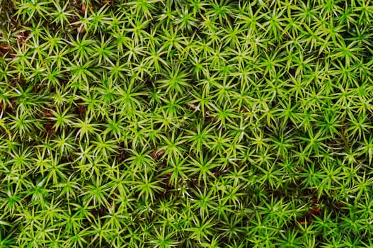 moss