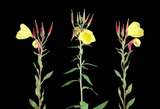 Evening primrose