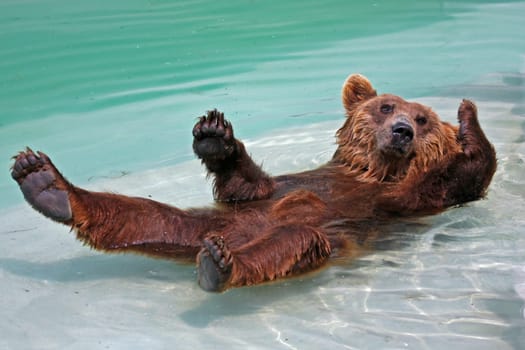 Bear fun