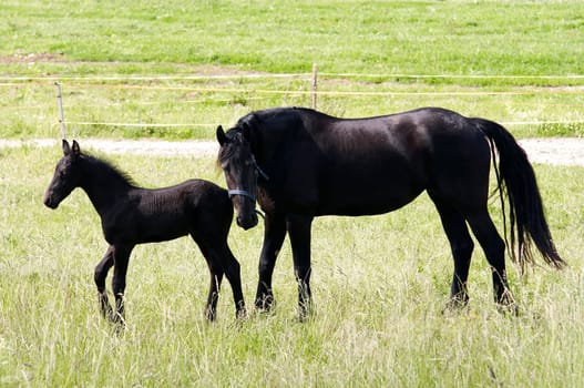 mare with colt