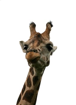 Giraffe portrait